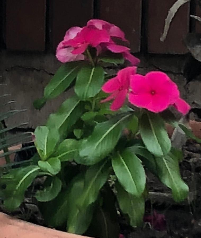 Ruins Vesuvius Bed & Breakfast Ercolano Exterior foto